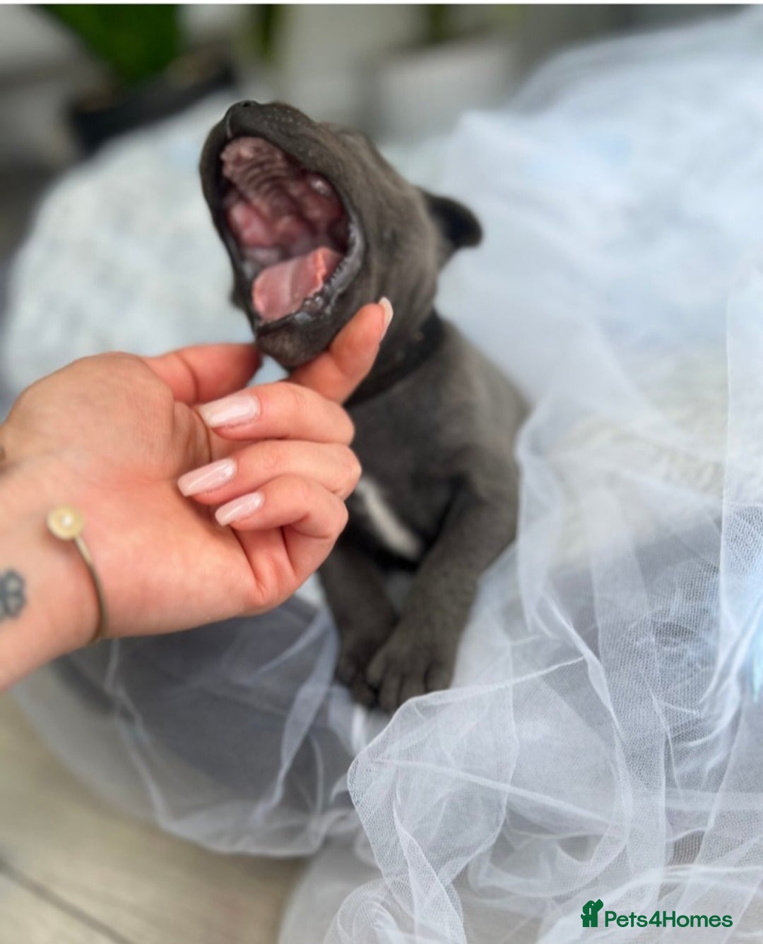 Staffordshire Bull Terrier dogs for sale: Staffordshire bull terrier  - Image 5