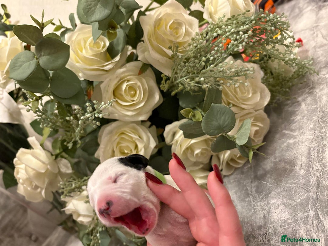 Dalmatian dogs for sale: 5 Generation KC Registered Dalmatians Boys - Advert 5