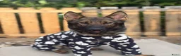 German Shepherd dogs for sale: Male German Shepherd  - Advert 3