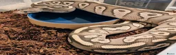 Python Snake reptiles for sale: Last few royals need moving on asap - Advert 8