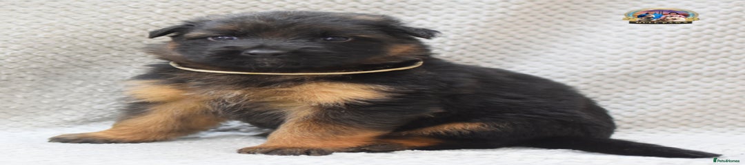 German Shepherd Puppy 4