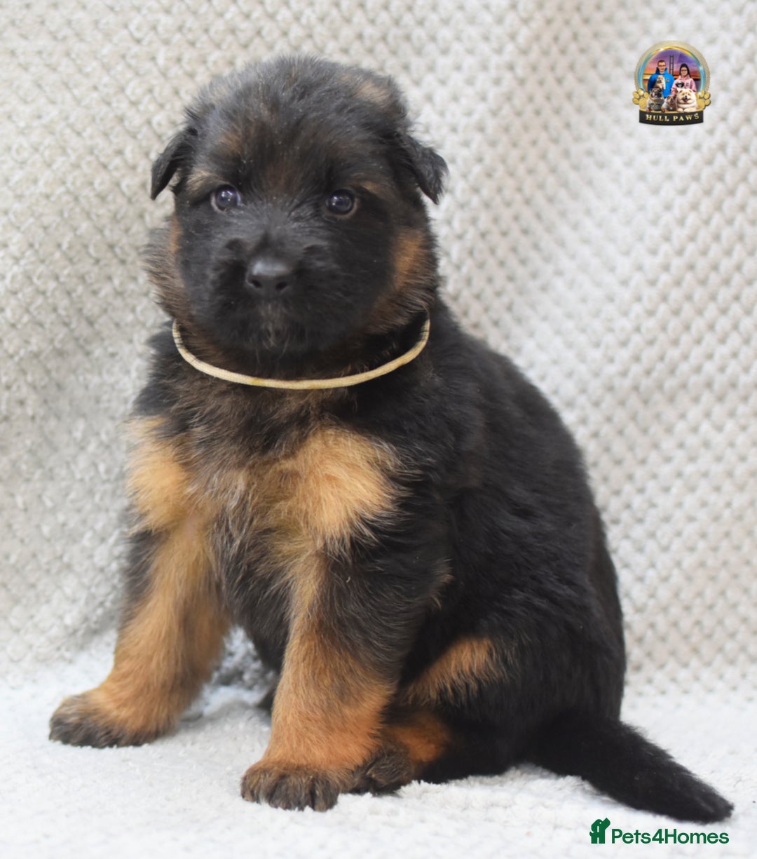 German Shepherd dogs for sale: Germand Shepherd puppies - Image 10