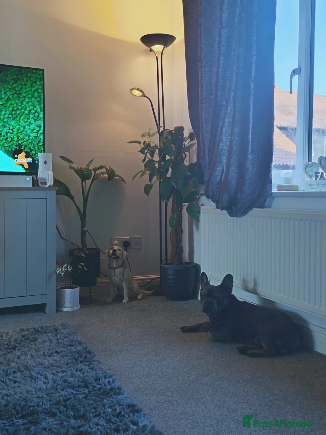 French Bulldog dogs for sale: Male French bulldog  in Thetford - Advert 1