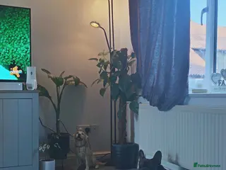 French Bulldog dogs Male French bulldog - Advert 1