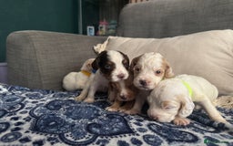 Cocker Spaniel dogs for sale: 6 gorgeous cockerspaniel puppy’s  - Image 11