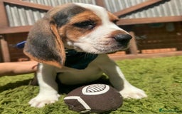 Beagle dogs for sale: Beagle puppies ready for their new home. - Image 8
