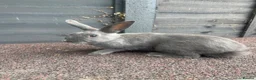 Mixed Breed rabbits for sale: Blue female baby - Advert 4