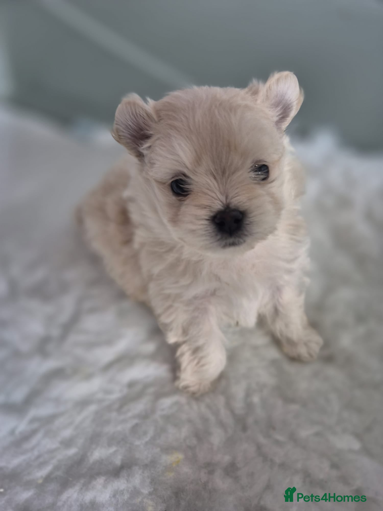 Mixed Breed dogs Maltipom - Advert 16