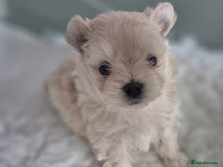 Mixed Breed dogs Maltipom - Advert 5