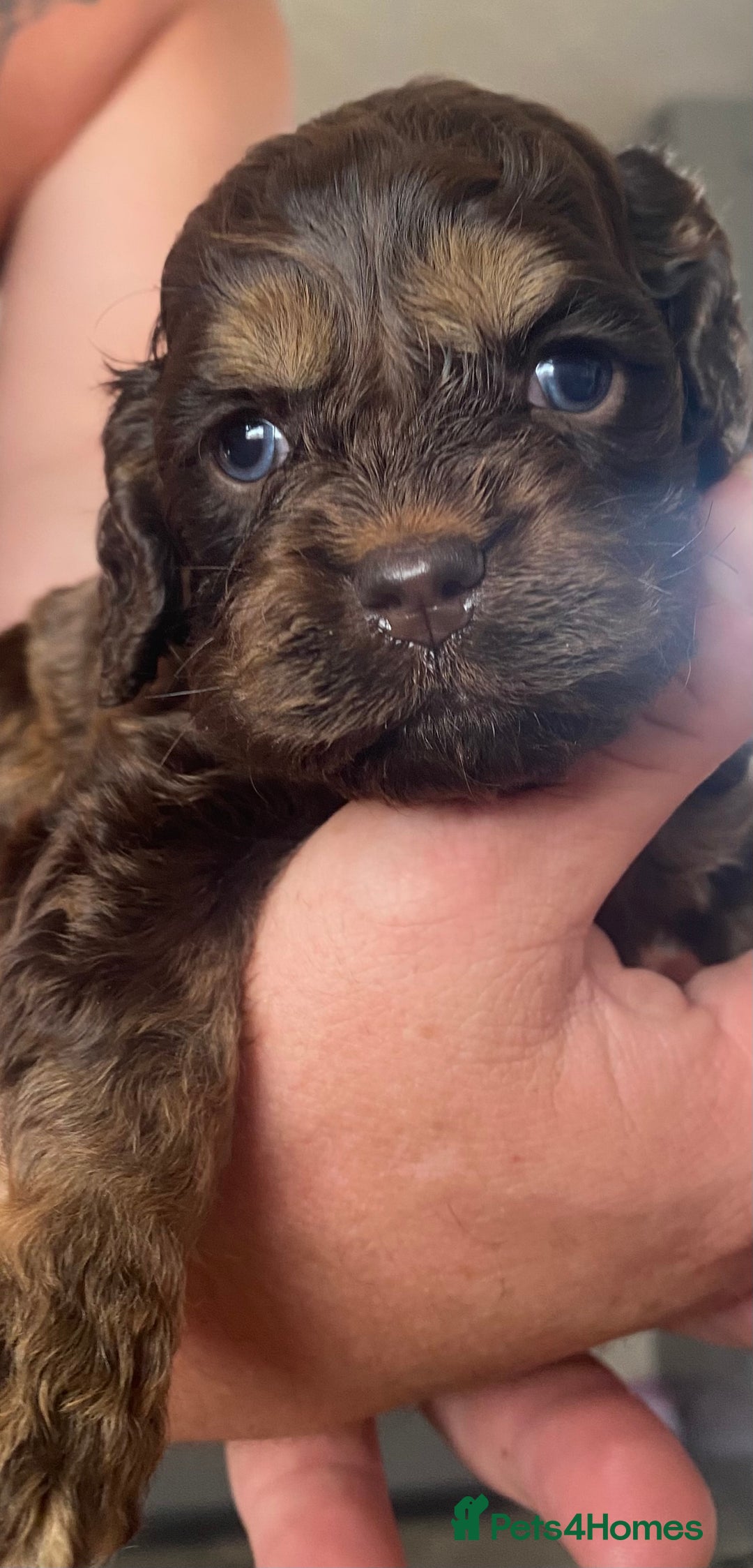 Cockapoo dogs for sale: American cockapoos - Image 2