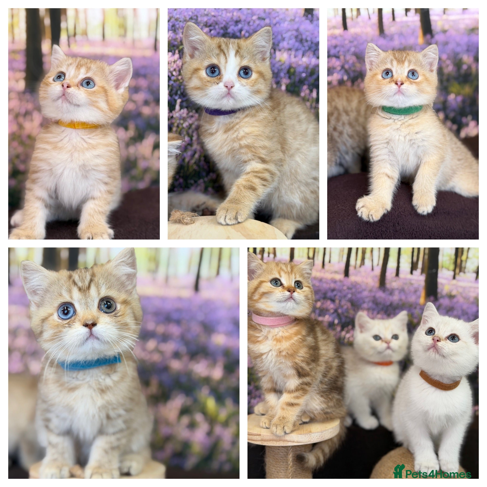 British Shorthair cats British sh odd/blue eyed adorable kittens GCCF  - Advert 16