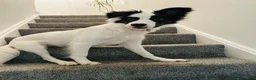Border Collie dogs for sale: Chase in Barnsley - Advert 11