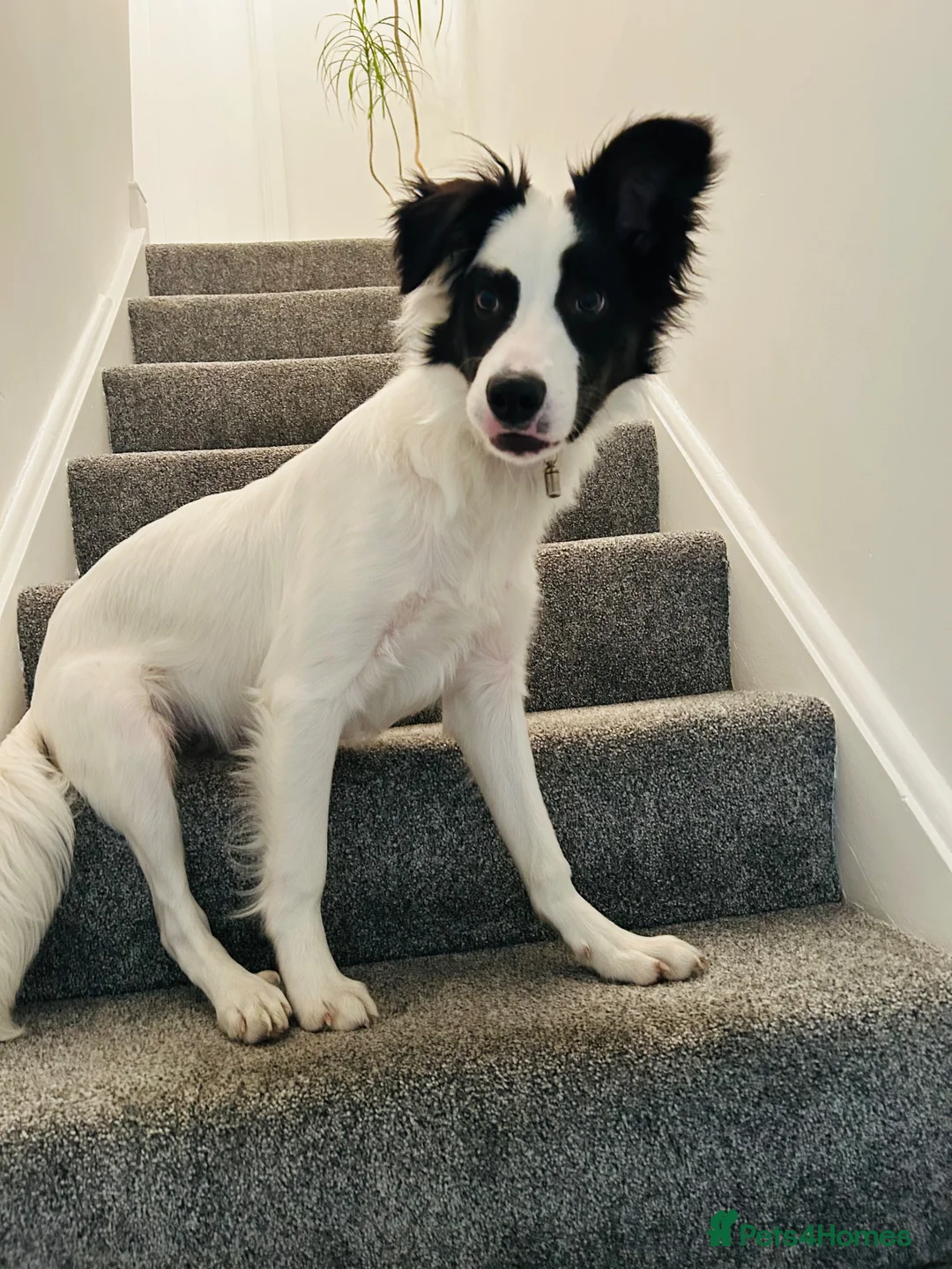 Border Collie dogs for sale: Chase in Barnsley - Advert 11