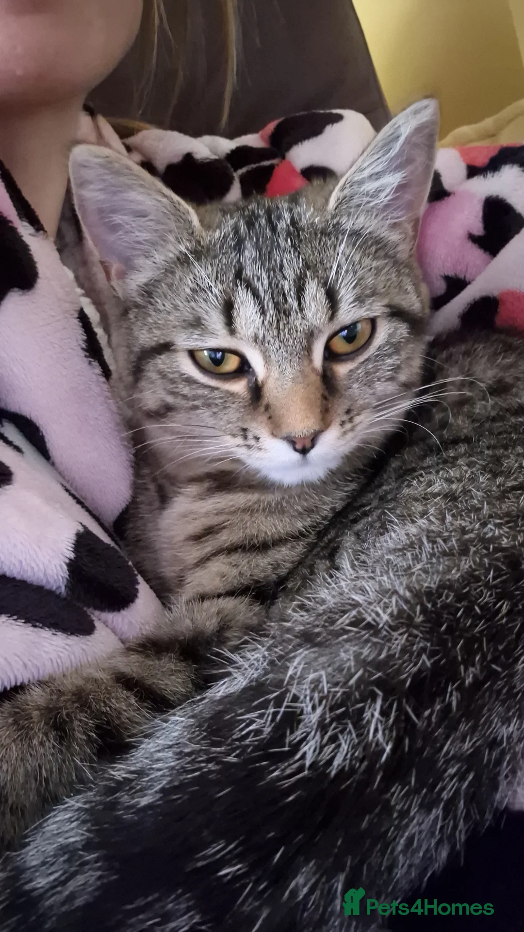 Mixed Breed cats for sale: Willow  - Advert 1