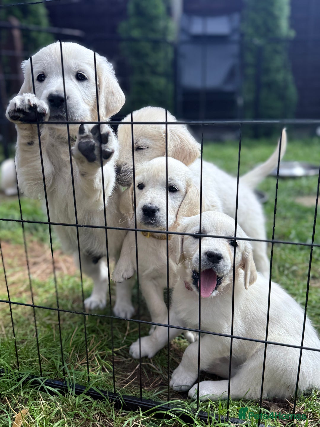 Golden Retriever dogs for sale: 1 LEFT *Ready to Go* Golden Retriever puppies 🐾 - Image 4