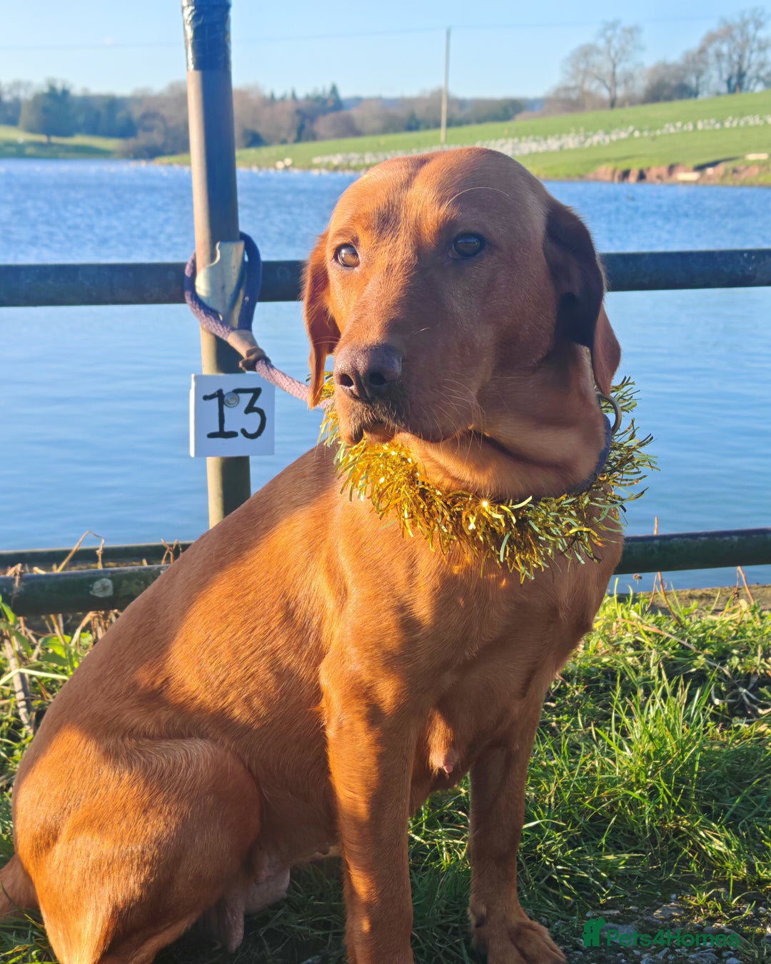 Labrador Retriever dogs for sale: Fox Red Labrador Puppies, last two boys - Advert 6