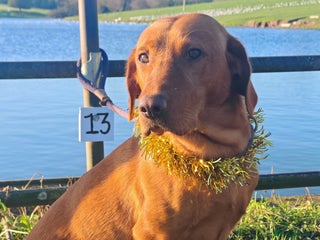 Labrador Retriever dogs Fox Red Labrador Puppies, last two boys - Advert 1