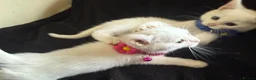 Ragdoll cats for sale: Ragdoll x 1/2 raggie bsh white 8 wks ready now in Lewes - Advert 7