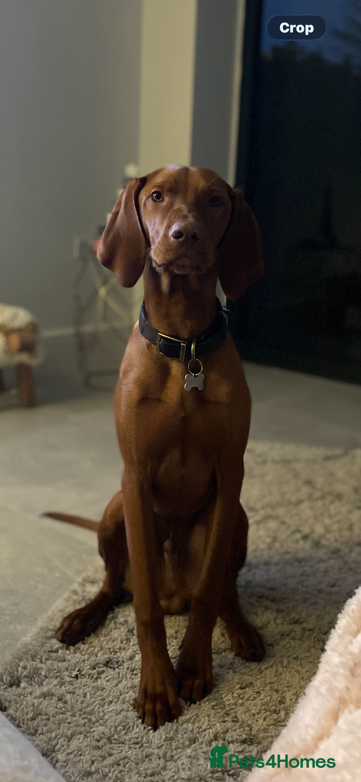 Hungarian Vizsla dogs KC Hungarian Vizsla  - Advert 3