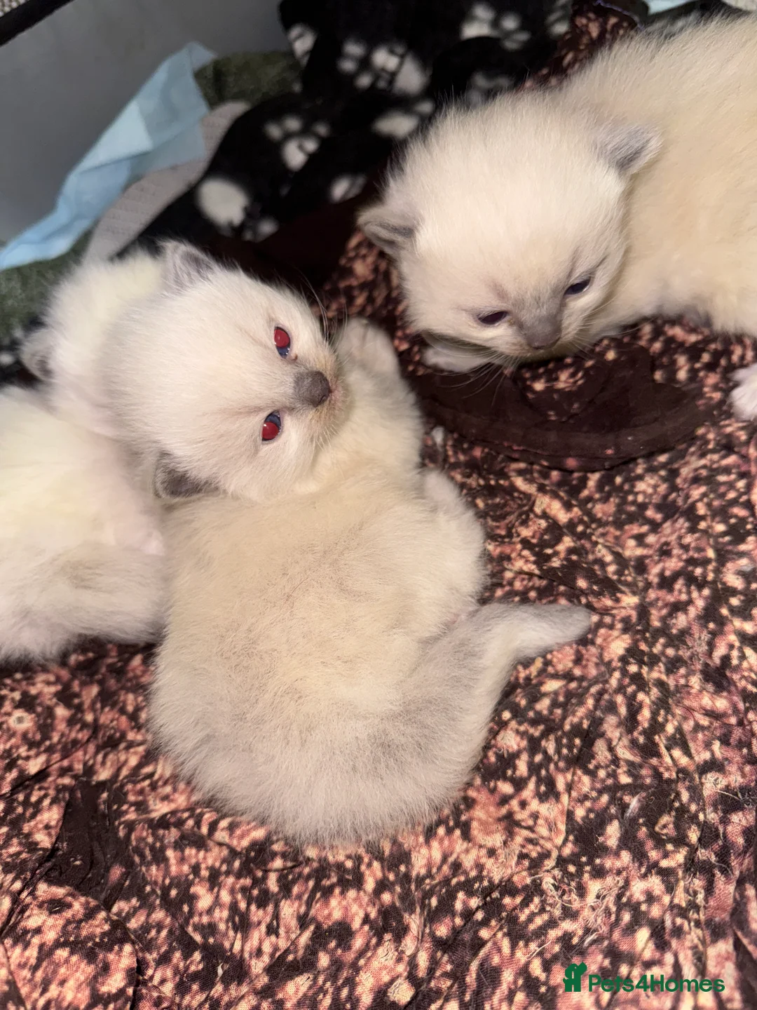 Ragdoll cats for sale: Bluepoint ragdoll- all reserved  - Advert 10