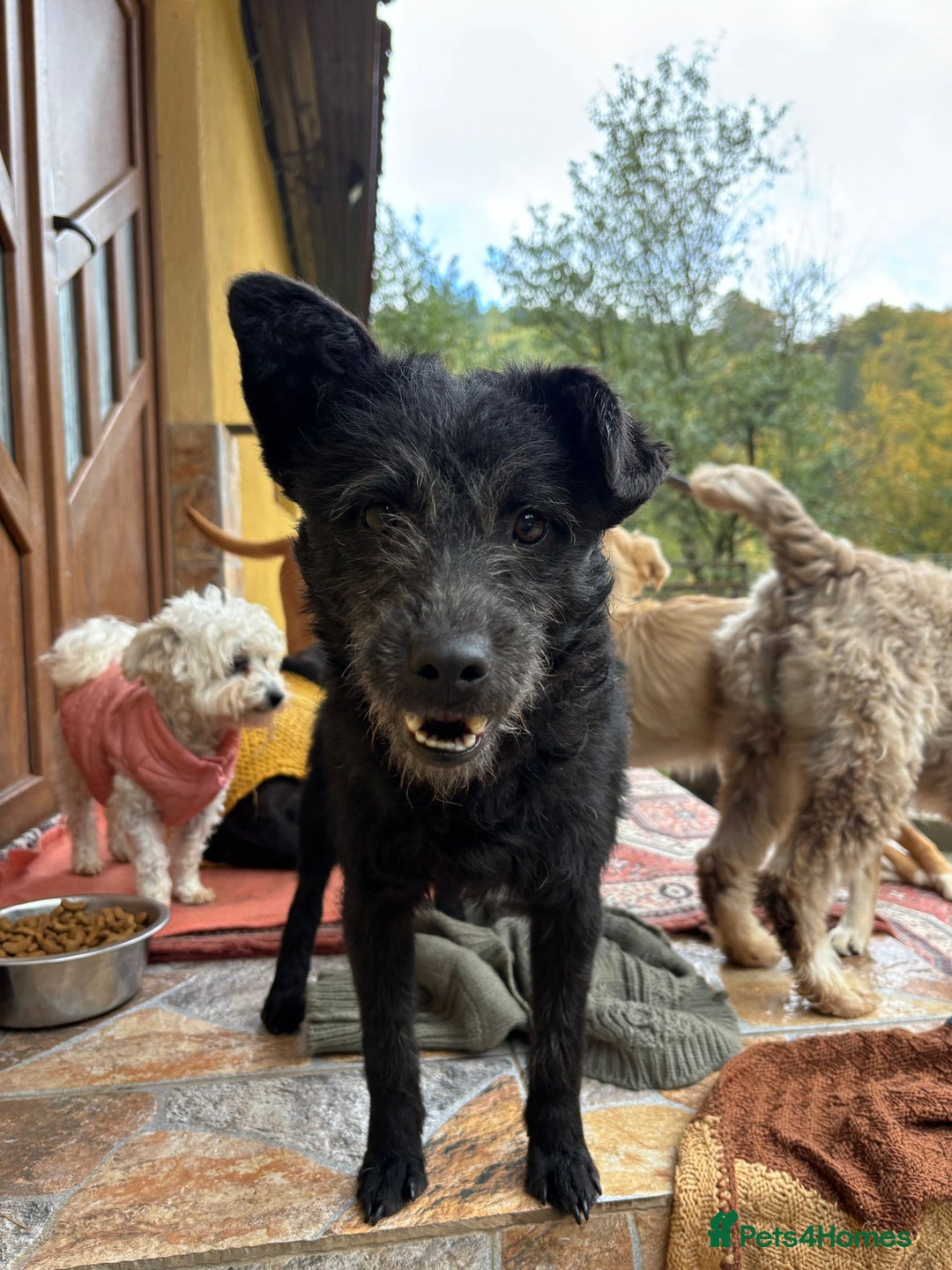 Mixed Breed dogs for adoption: Small dog needs a home! Meet Codi! - Advert 3