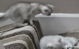 British Shorthair cats for sale: 4 British Short-hair kittens ready for new home💓 - Image 11
