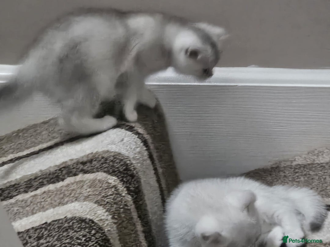 British Shorthair cats for sale: 4 British Short-hair kittens ready for new home💓 - Image 11
