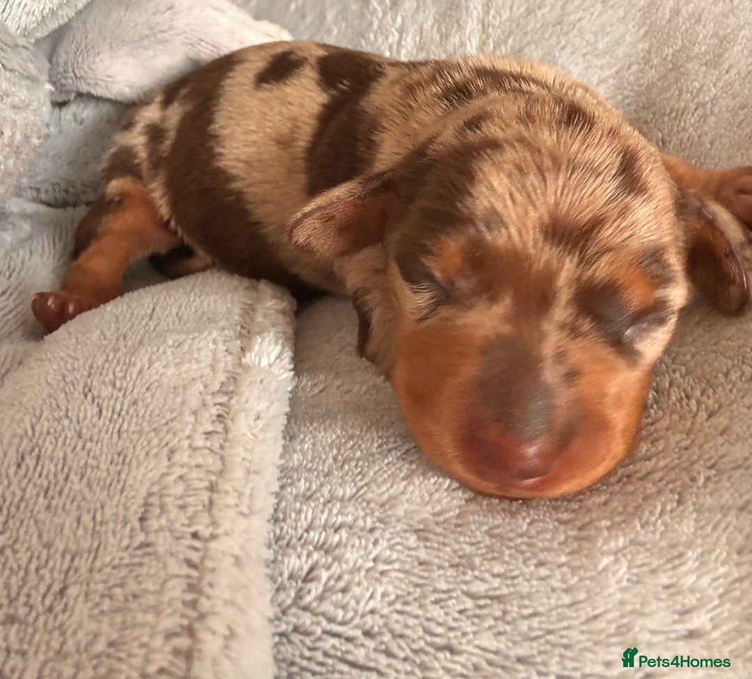 Miniature Dachshund dogs for sale: 🐾 miniature Dachshund females for sale🐾 - Image 10