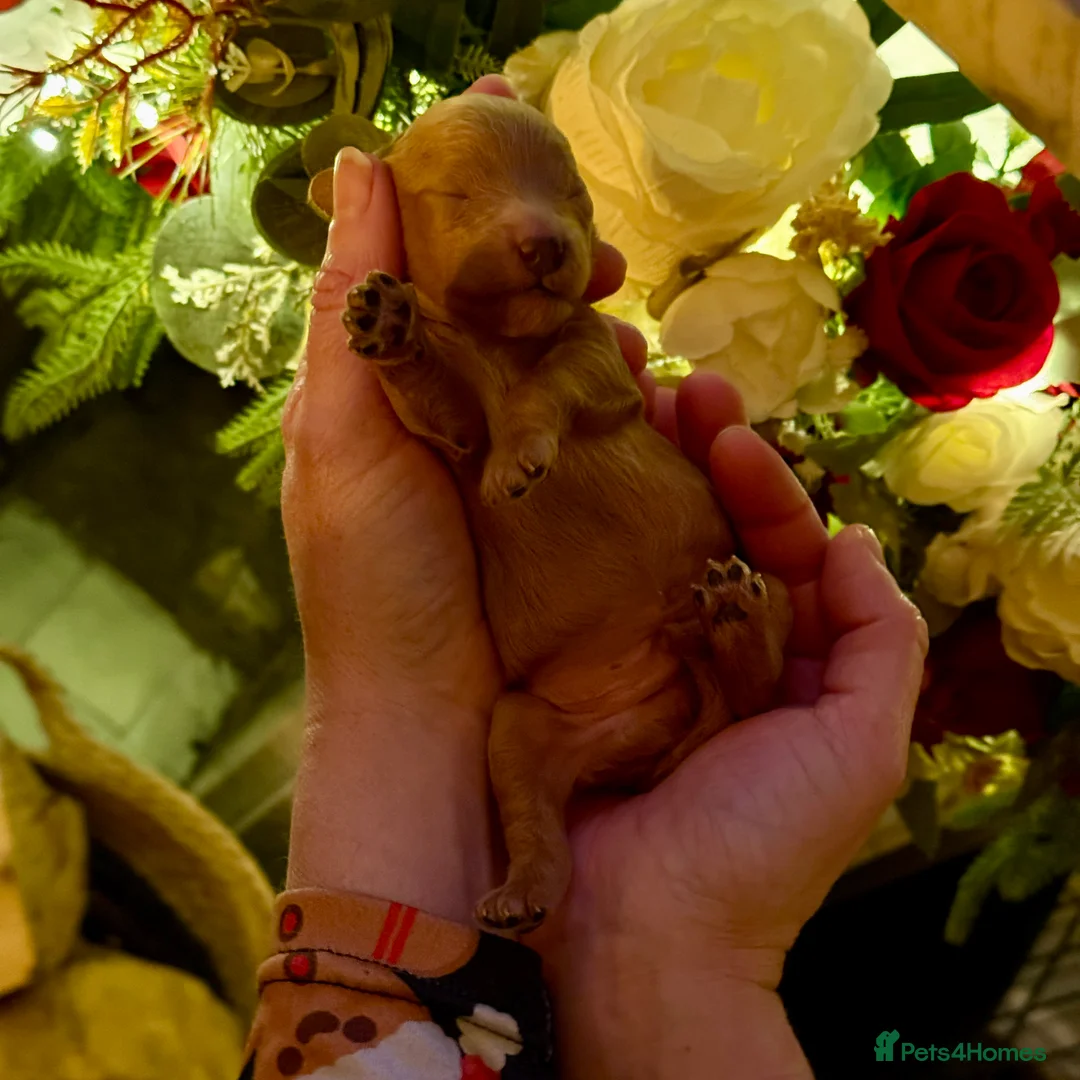 Miniature Poodle dogs for sale: Gorgeous KC Registered Miniature Poodles - Advert 8