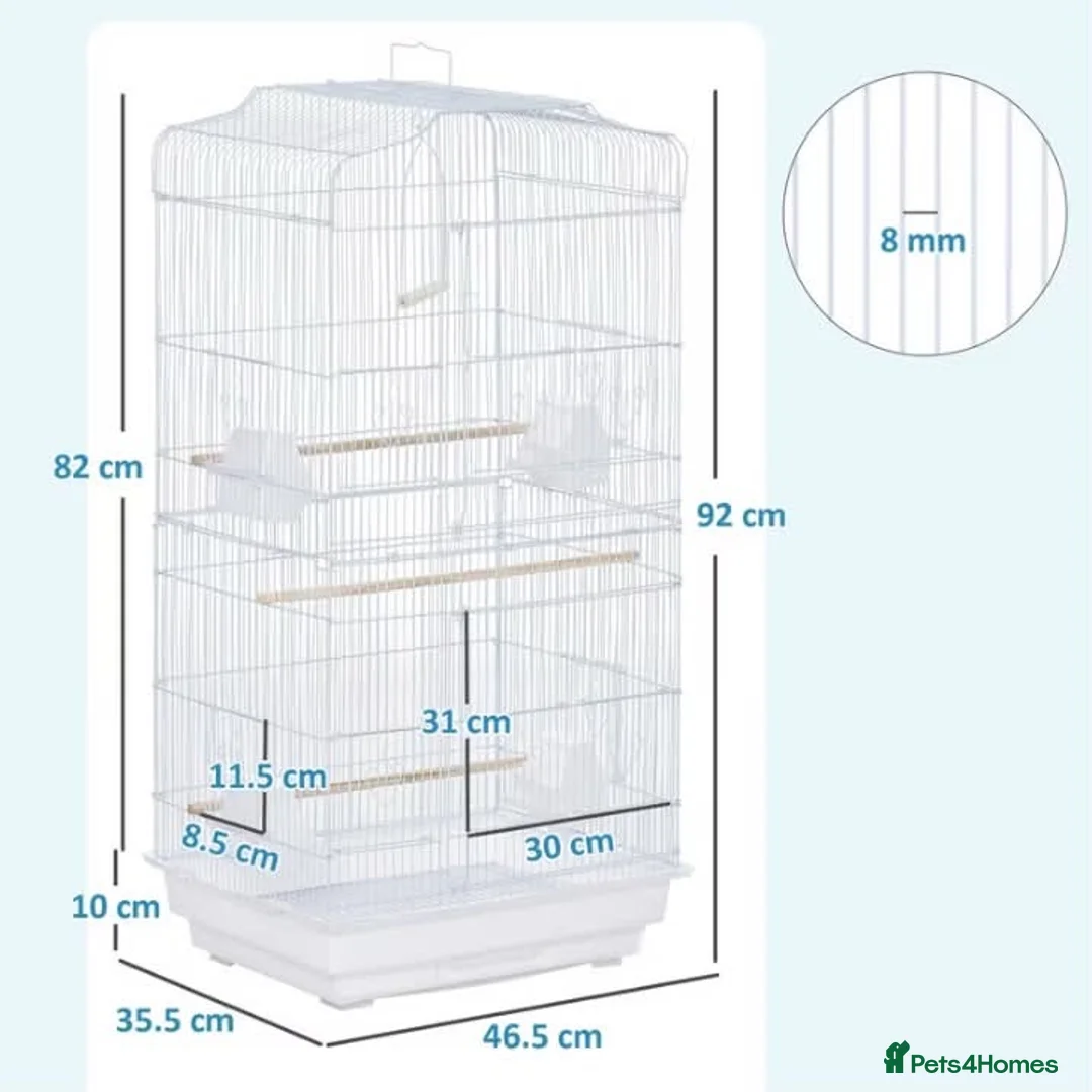 Finches birds for sale: Zebra finches  in London - Advert 2