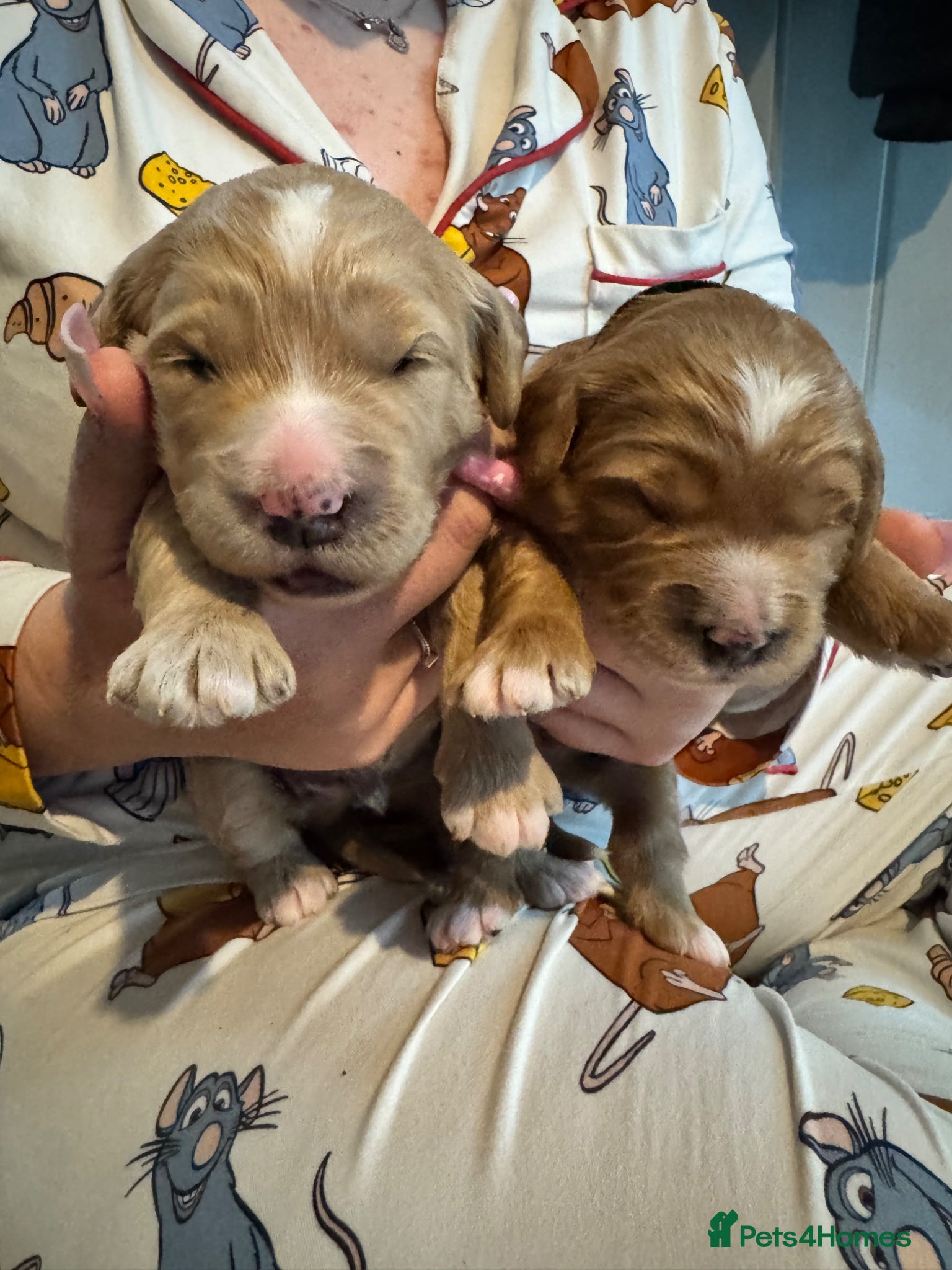 Mini Goldendoodle dogs Fantastic Miniature Goldendoodles  - Advert 2