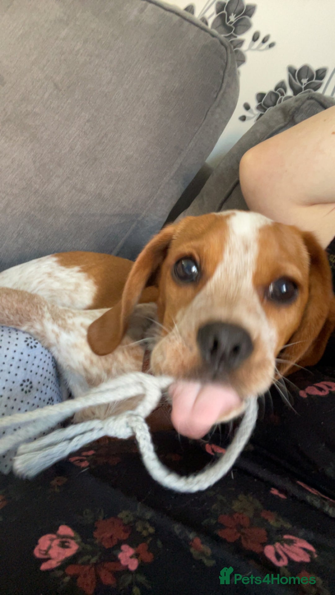 Beaglier dogs for sale: 13 month old beaglier  - Advert 33