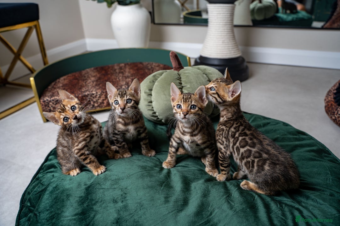 Bengal cats for sale: TICA-Certified Bengal Kittens, Show Quality - Image 4