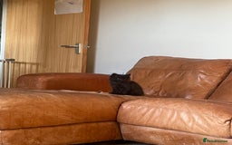 Mixed Breed cats for sale: 4 Adorable kittens - Image 7