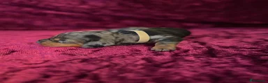 Miniature Dachshund 4