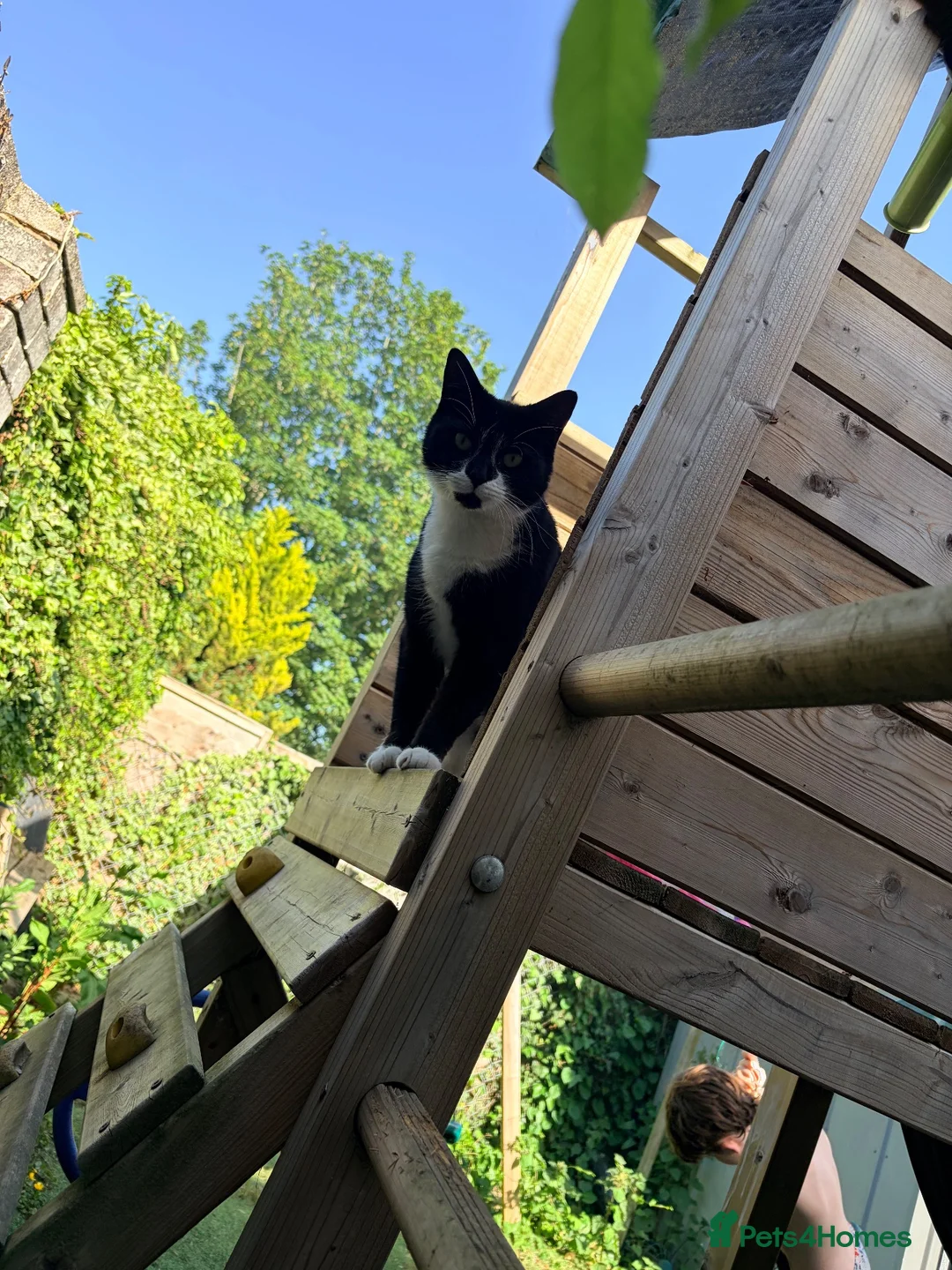 British Shorthair cats for sale: 2 cats looking for forever home in Salisbury - Advert 2