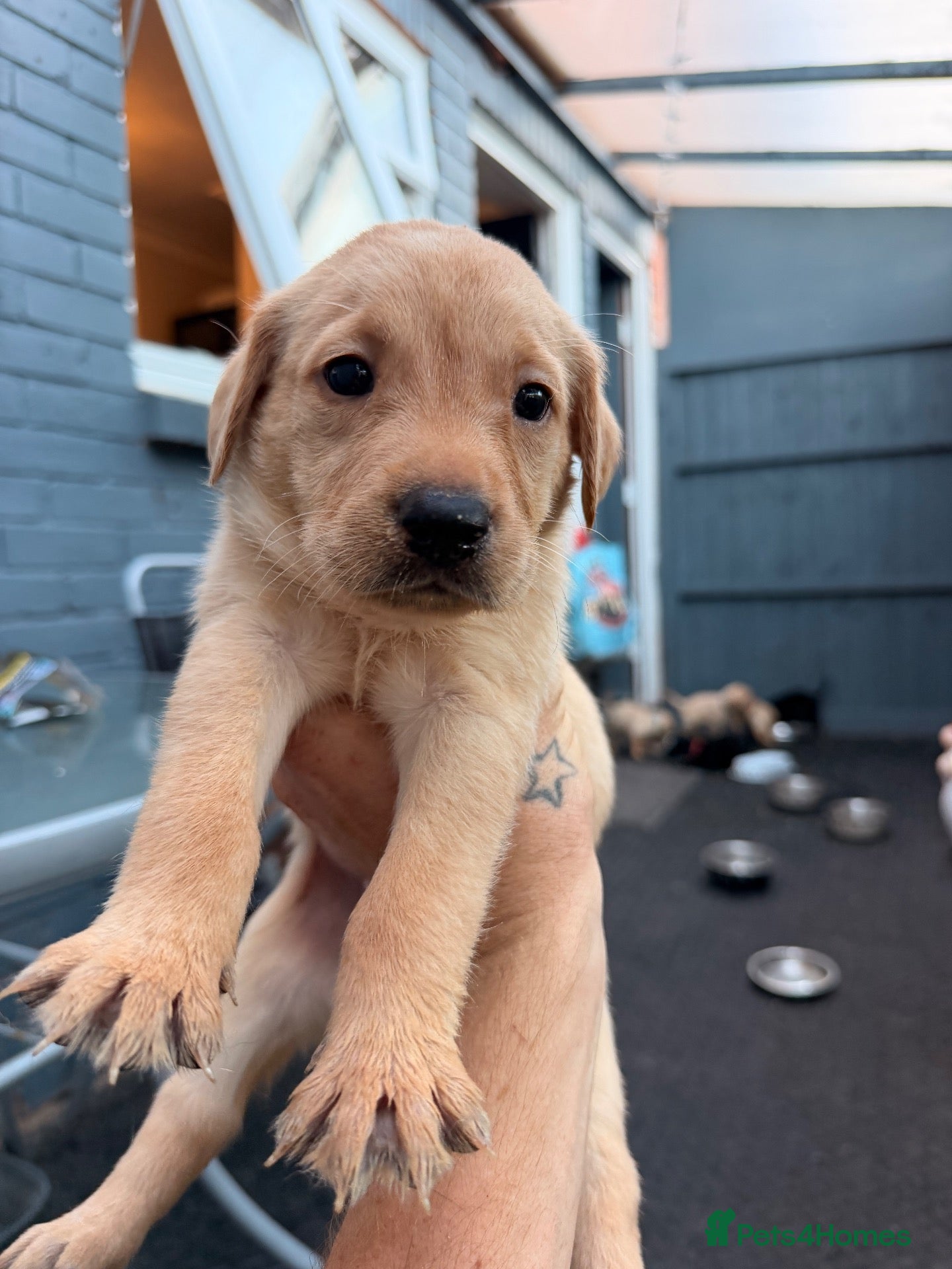 Labrador Retriever dogs Labrador retriever puppies  - Advert 16