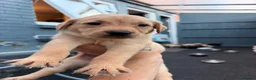 Labrador Retriever dogs for sale: Labrador retriever puppies  - Advert 1