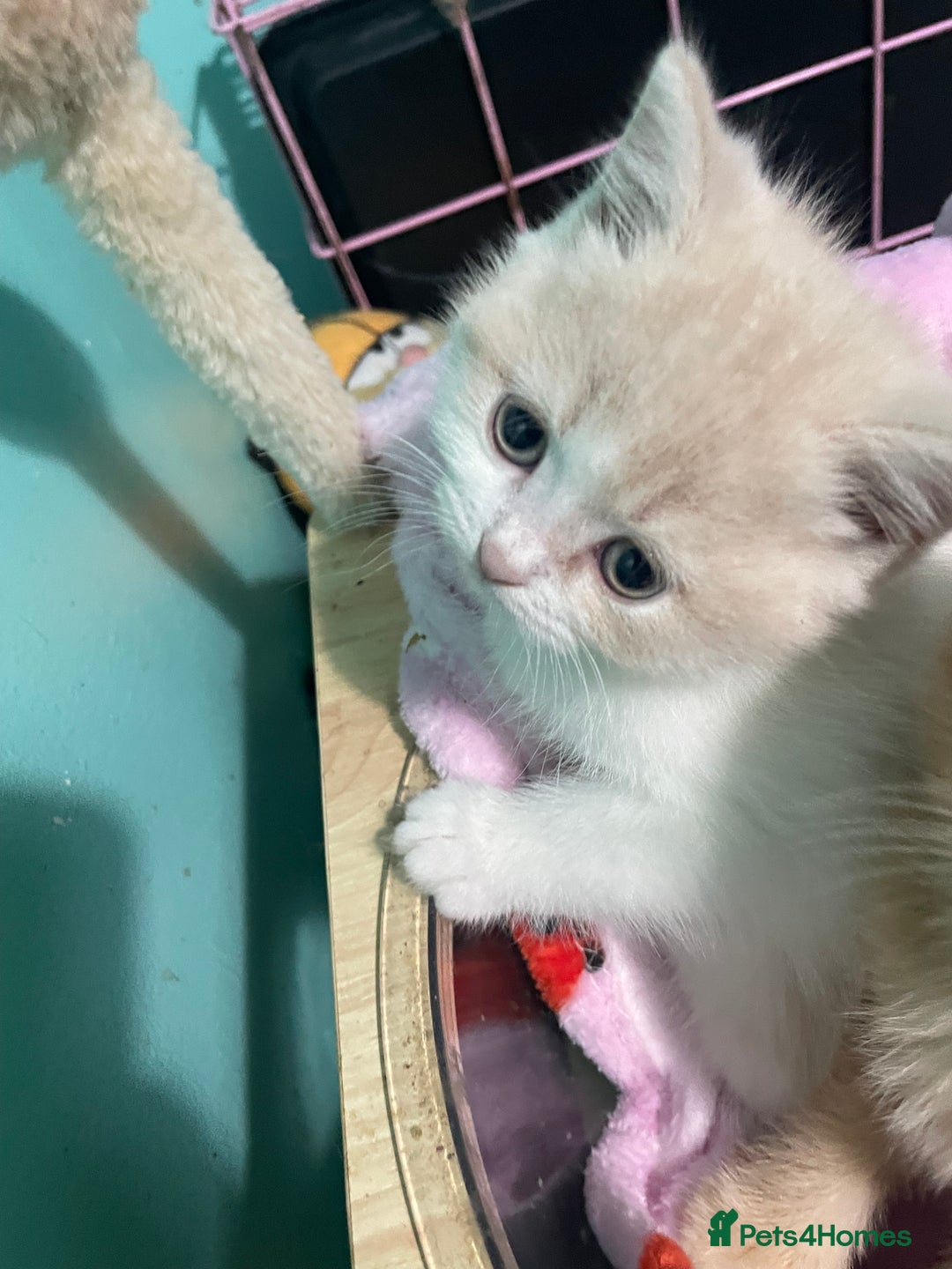 Scottish Fold cats for sale: Scottish fold - Advert 10