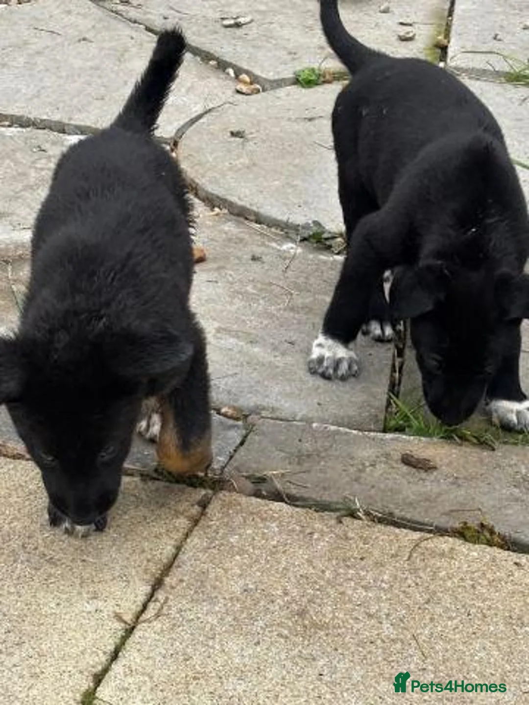 German Shepherd dogs for sale: GERMAN SHEPHERDS  - Advert 2