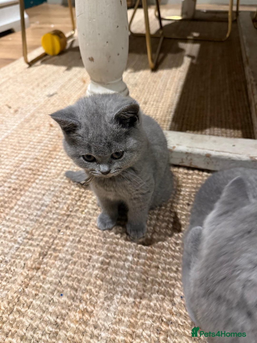 British Shorthair cats for sale: GCCF British Blue Kittens - Ready for  **   **  - Image 4