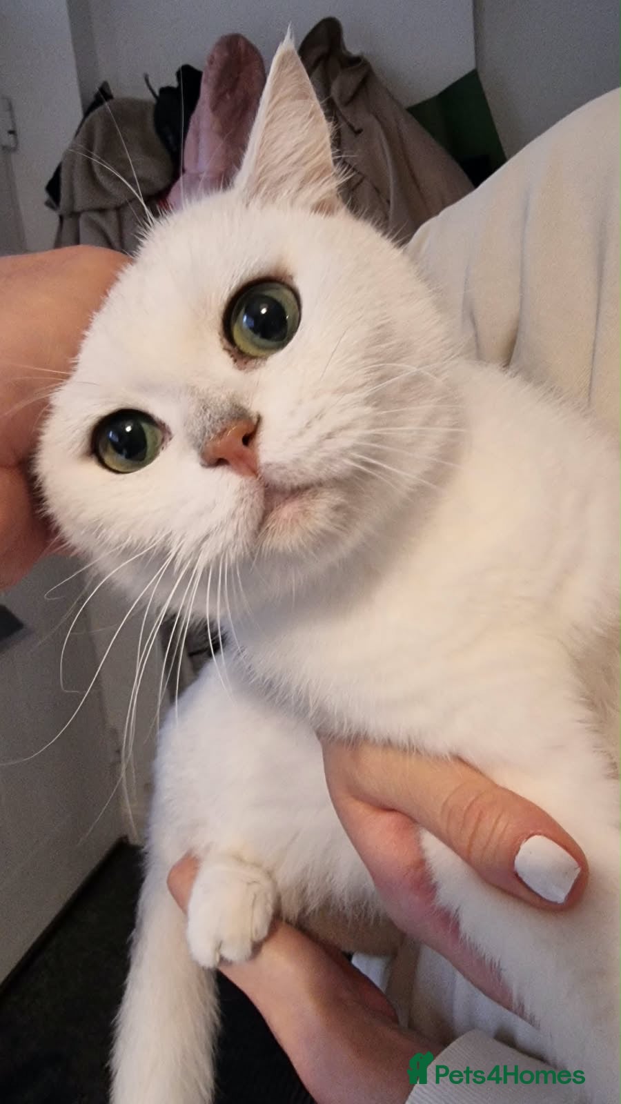 British Shorthair cats ❤️👑QUEEN CHINCHILLA SILVER BRITISH SHORTHAIR  - Advert 5