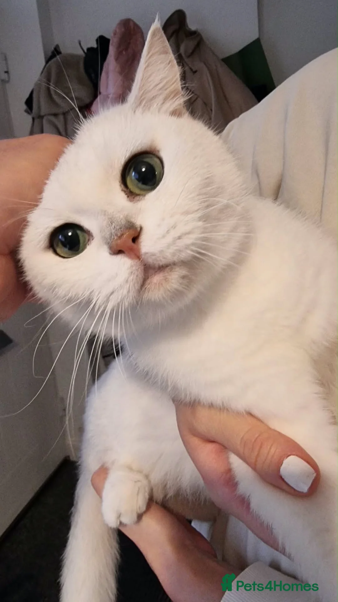 British Shorthair cats for sale: ❤️👑QUEEN CHINCHILLA SILVER BRITISH SHORTHAIR  - Advert 1