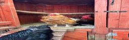 Chickens poultry for sale: 4 Cockerel for rehoming  - Advert 8