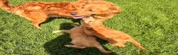Goldendoodle dogs for sale: REDUCED PRICE - only 1 boy and 1 girl left £750 - Advert 8