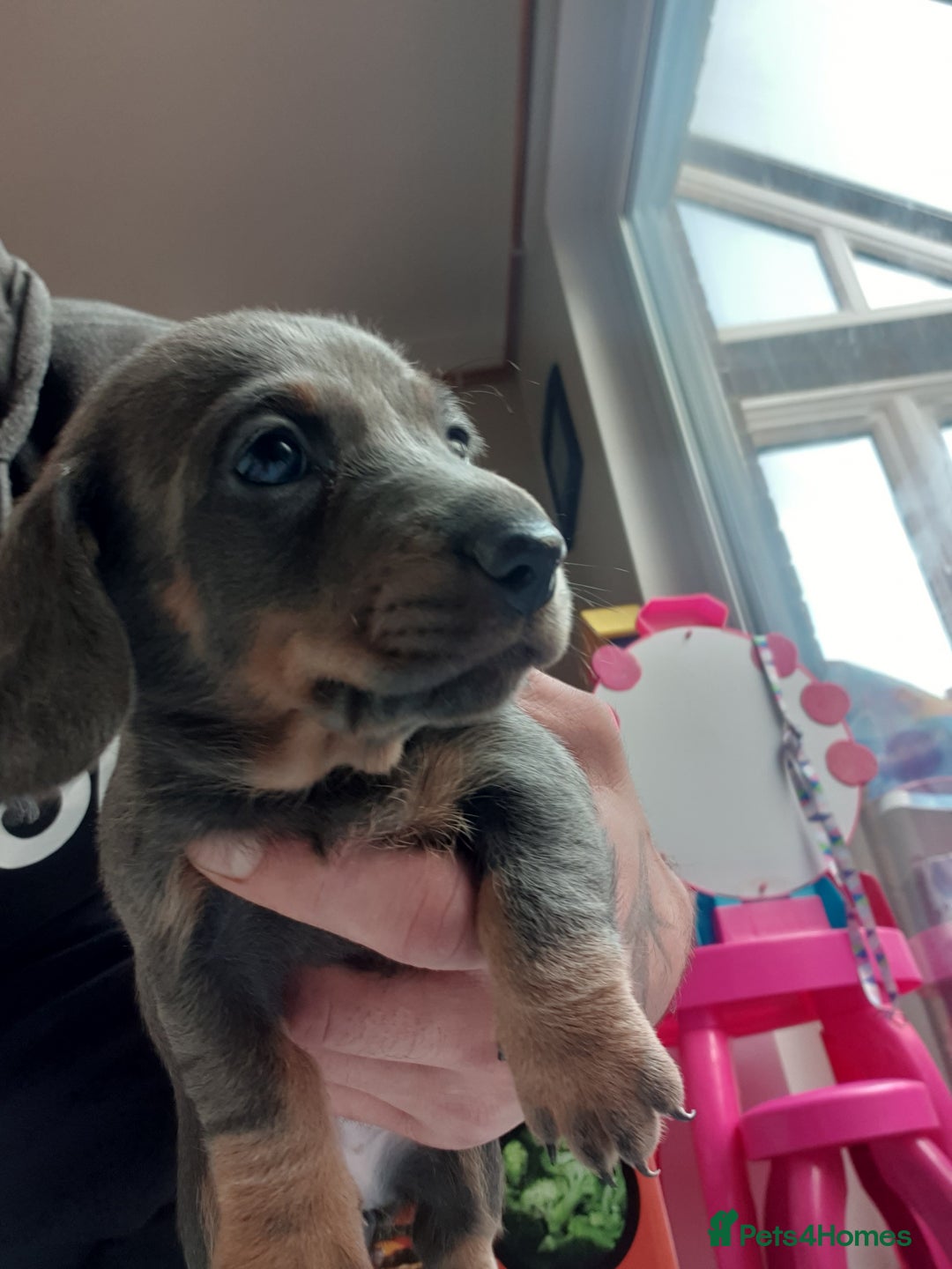 Dachshund dogs for sale: Sausage dog puppies - Image 4