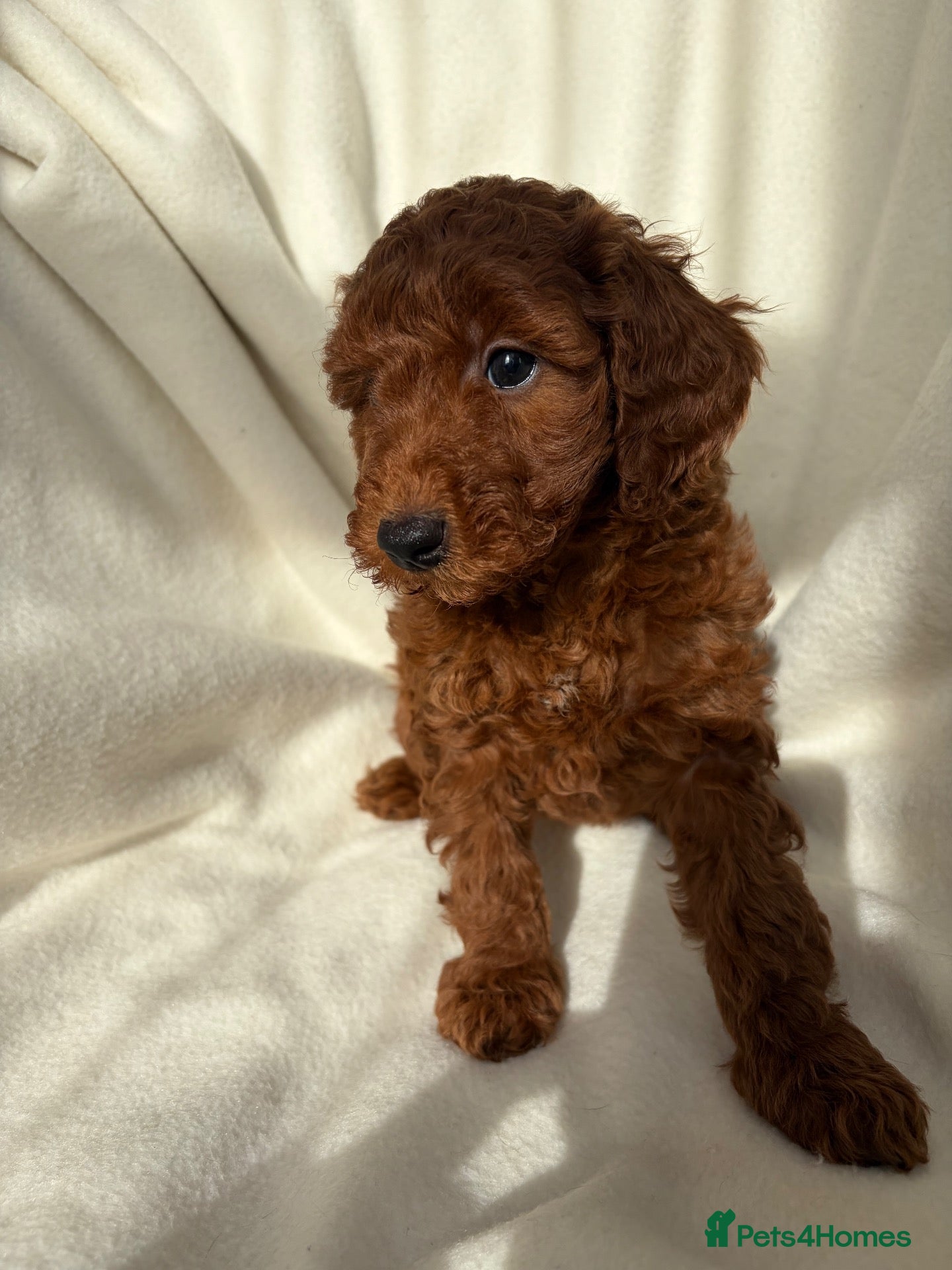 Miniature Poodle dogs Dark Fox Red Miniture Poodles For Sale  - Advert 3