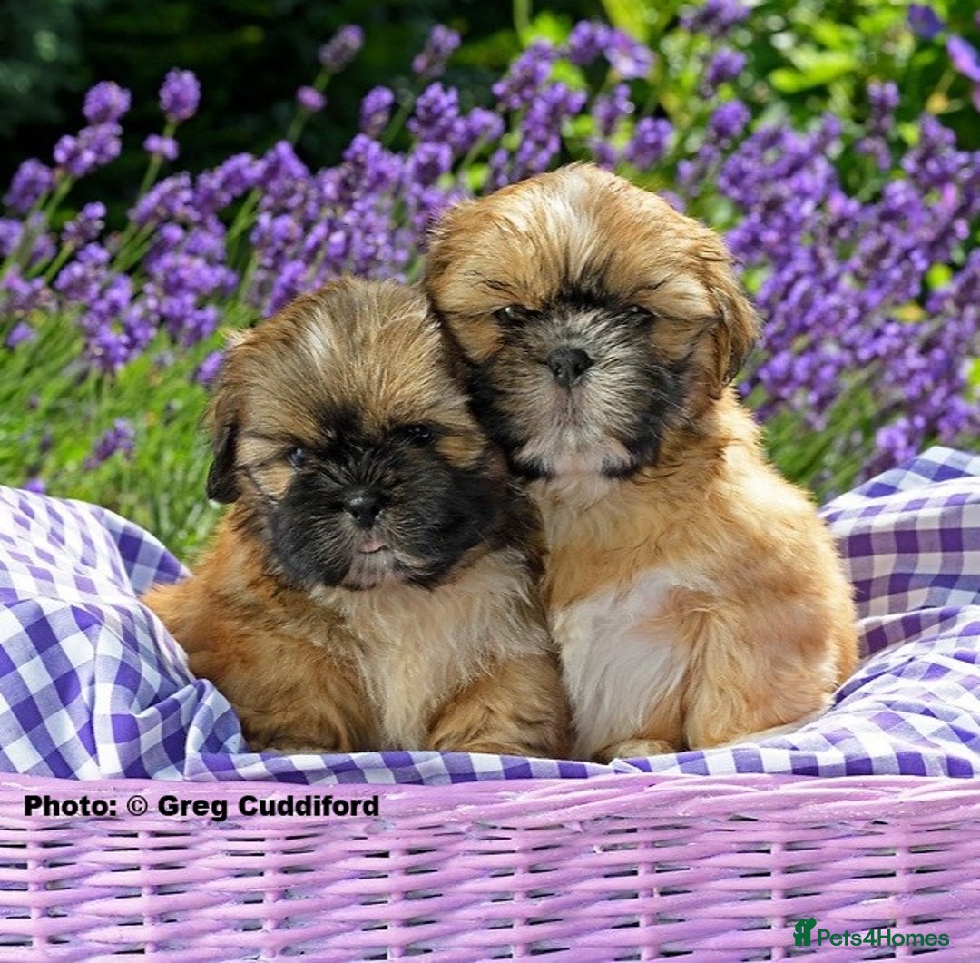 Shih Tzu dogs for sale: KC Shih Tzu REDUCED IN PRICE - Image 4