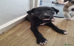 Lurcher dogs for sale: Greyhoundxwhippet cross whippetxgreyhound  - Image 7