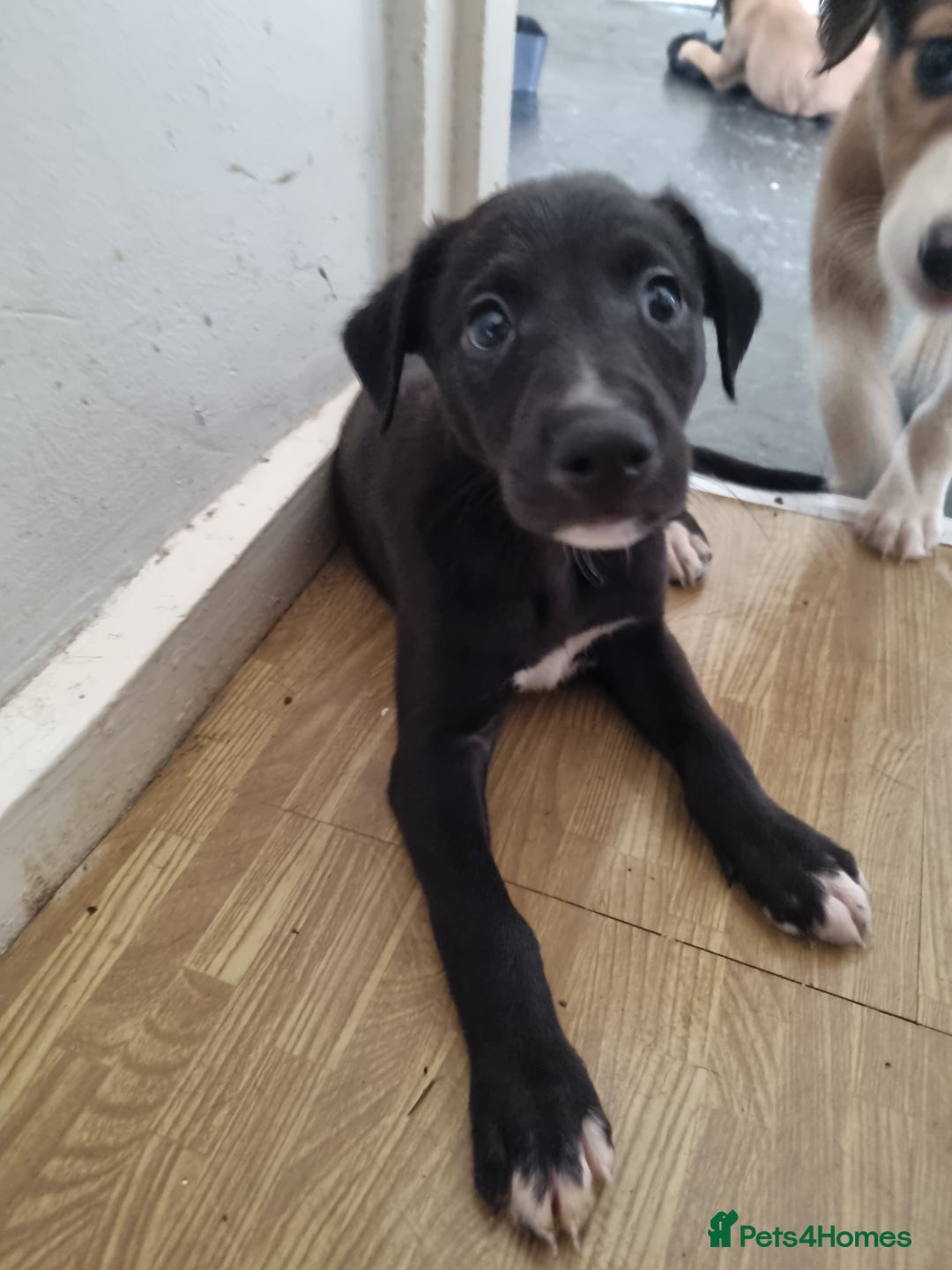 Lurcher dogs for sale: Greyhoundxwhippet cross whippetxgreyhound  - Image 7